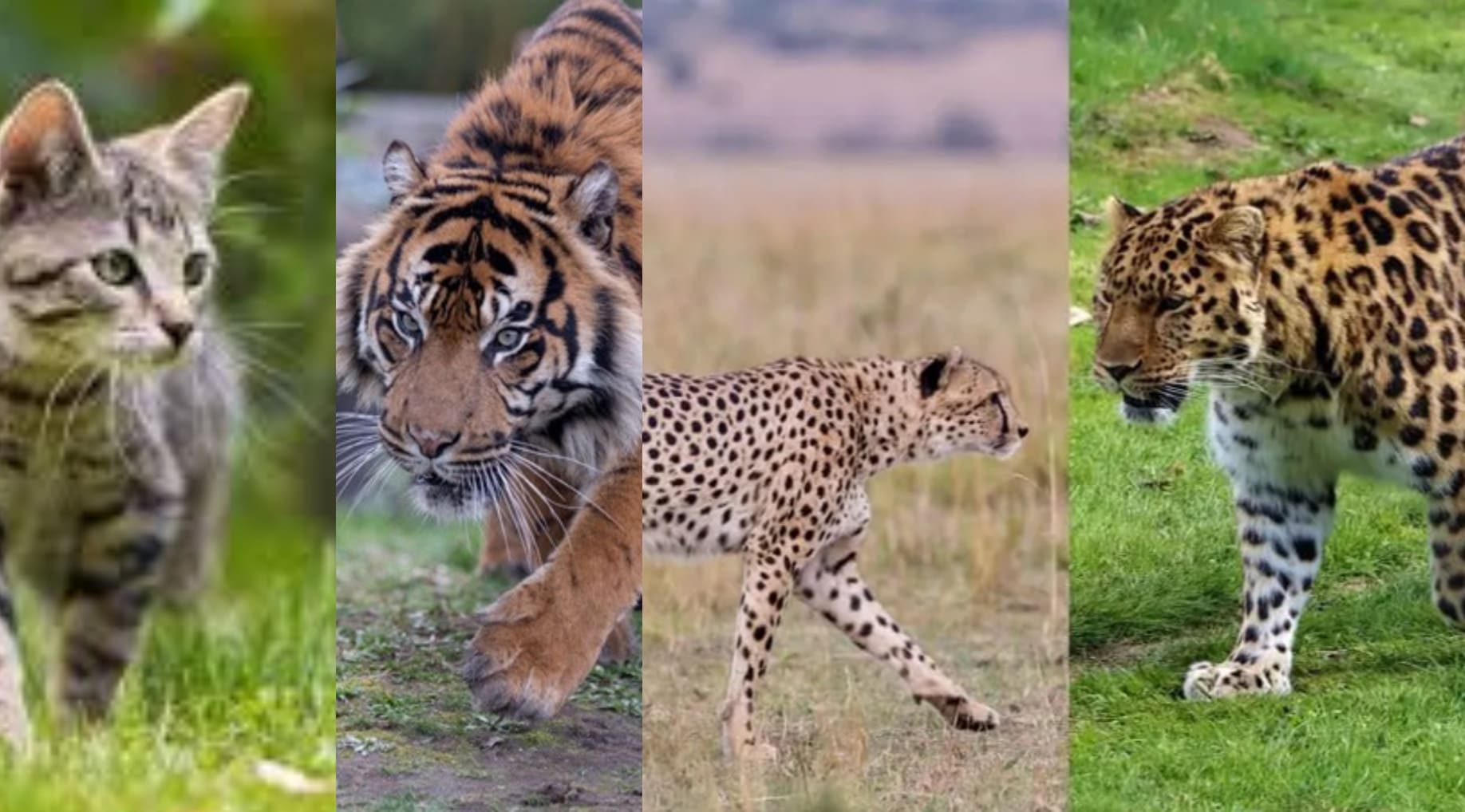 AI katten herkennen model - Deep Learning