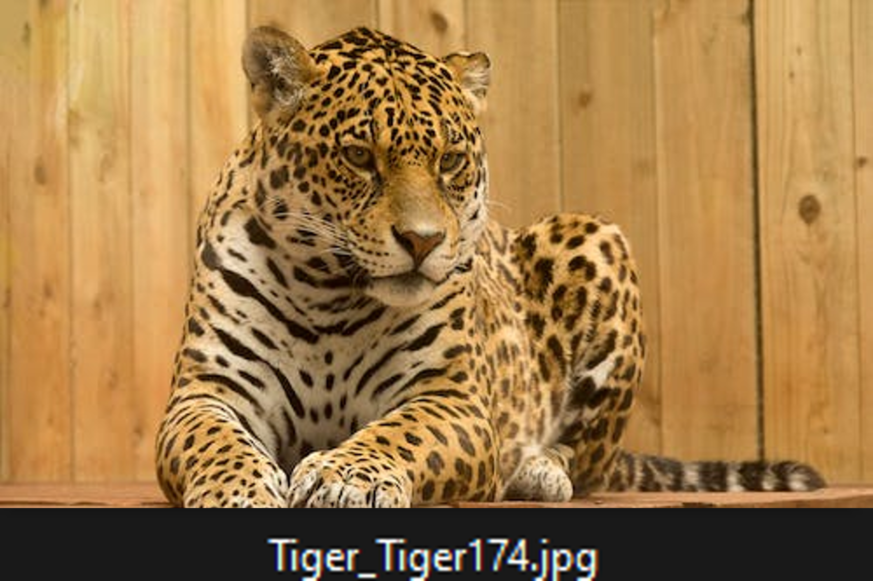 Foto Foute afbeelding